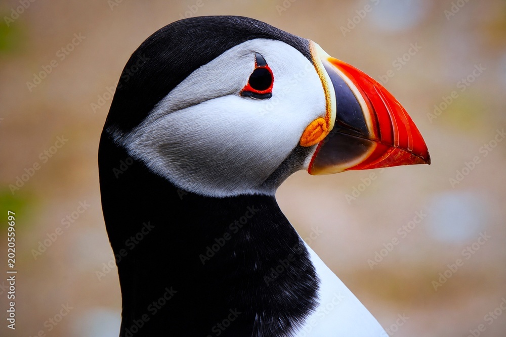 Fototapeta premium A close-up of a puffi Fratercula arctica, shows its tri-colored compressed bill, white facial plumage, and red-ringed eye, highlighting the species’ adaptive morphology for diving and marine foraging.