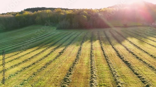 Aerial view of mown grass rows in a green field with a forest background and bright sunlight in A Cal, Ourense, Spain.