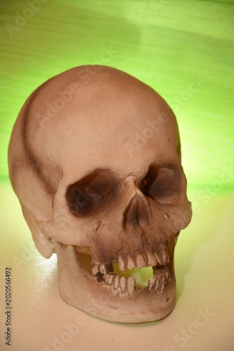 a realistic replica of a human skull, often made of resin or composite stone for decorative or educational purposes.Material: Models can be made of polyurethane, ceramic, or artificial stone