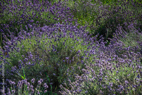 Fotografie his is a vibrant field of lavender, likely Lavandula angustifolia or a similar v