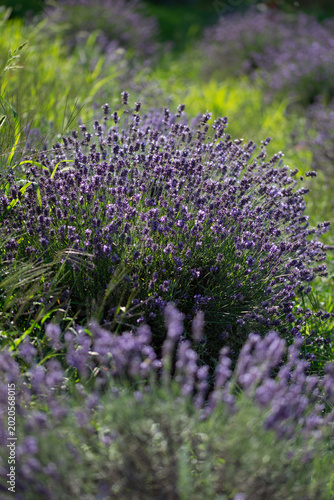 his is a vibrant field of lavender, likely Lavandula angustifolia or a similar variety, characterized by its dense, fragrant purple flower spikes  in Bistrita , Romania 