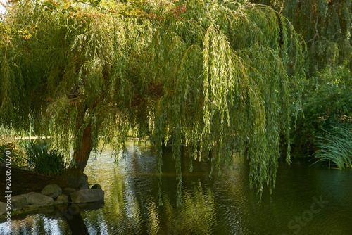 Tableau sur toile Weeping willow tree overhanging a pond in summer
