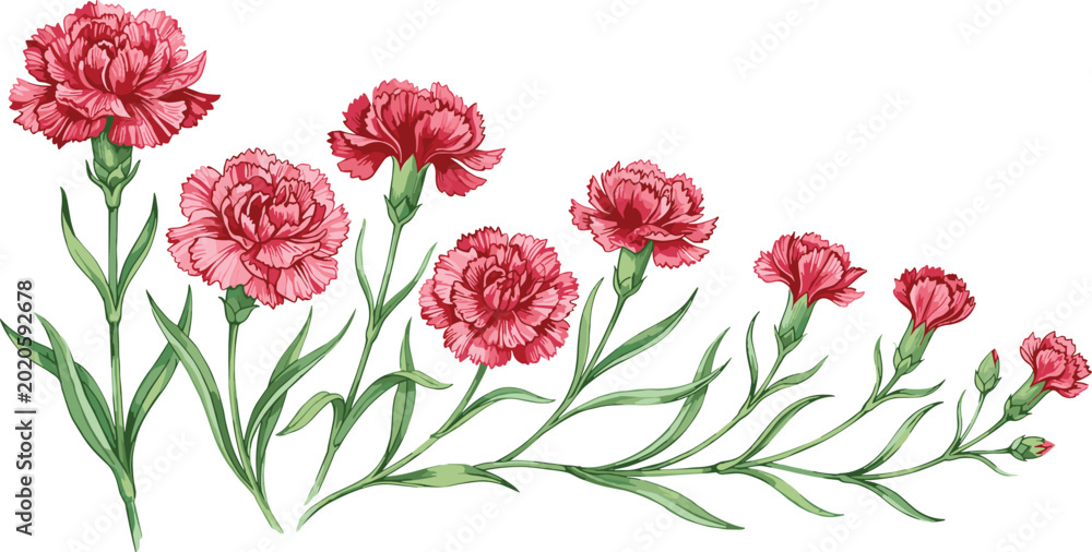 Obraz premium Hand Drawn Pink Carnation Flower Collection with Botanical Floral Elements Isolated on White Background Vector Illustration Set