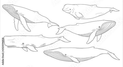 Foto Collection of Hand-Drawn Whales and Marine Mammals
