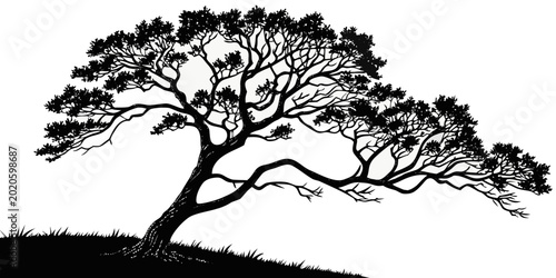 Photos Black silhouette of an aged sprawling tree with wide branches on a grassy mound