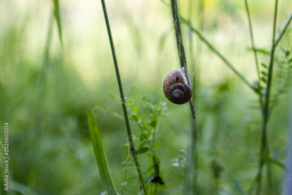Ταπετσαρία Small snail attached to wild grass stem in green meadow with soft bokeh backgrou