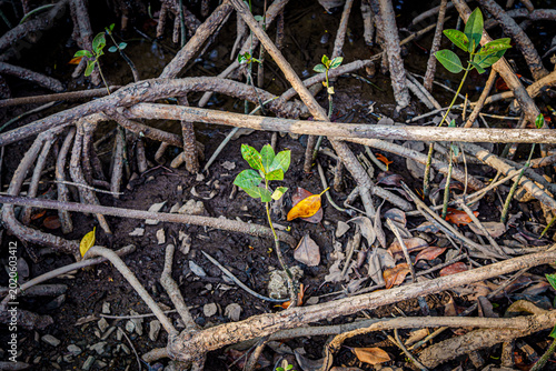mangrove tree roots that grow above sea water. Mangroves function as plants that are able