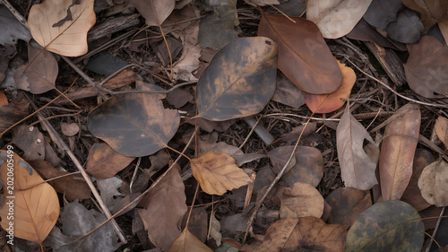 dry brown leaves and twigs on forest floor