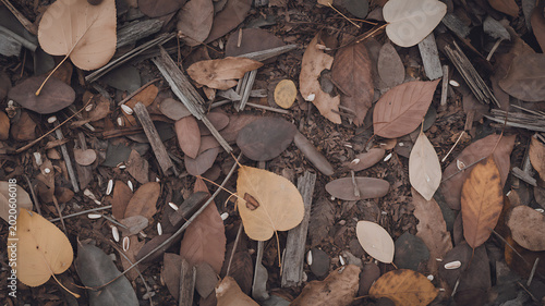 Autumn leaves and twigs on forest floor background