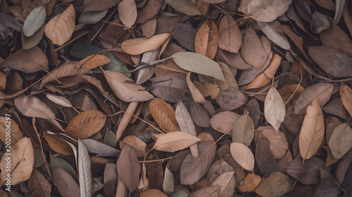 Brown and orange fallen leaves on ground