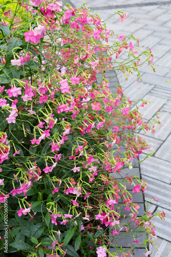 Beautiful pink jasmine tobacco flowers blooming in a garden.