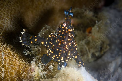 Canvas Print Orange Spotted Juvenile Warty Frogfish or Antennarius maculatus