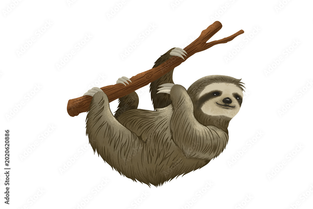 Fototapeta premium Three-toed sloth hanging from a branch isolated on transparent tree dweller animal isolated on transparent PNG