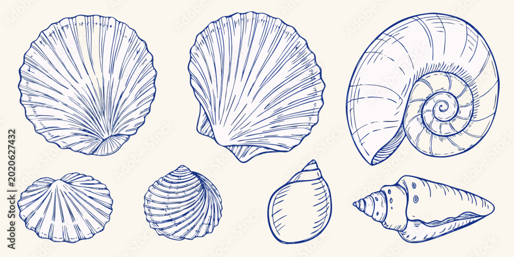Φωτογραφία blue seashell sketches collection of marine mollusk drawings