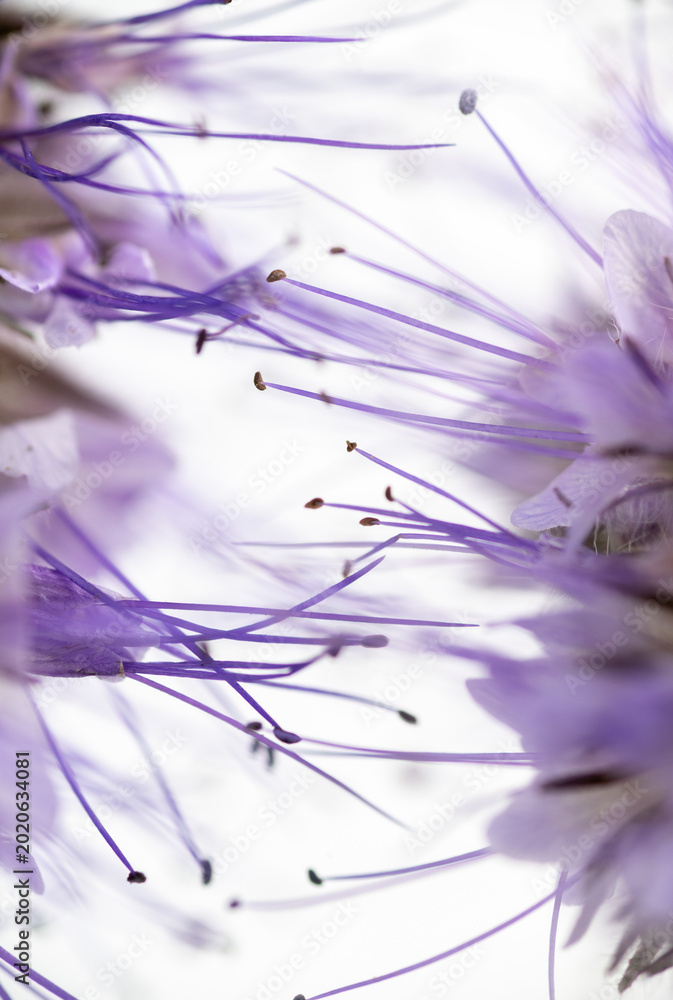 Obraz premium Close up of Light Lavender Colored Delicate Phacelia Flowers