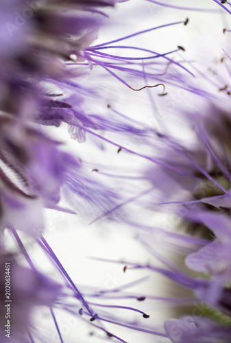 Quadro su tela Abstract Close up of Phacelia Petals and Stamens on White Background
