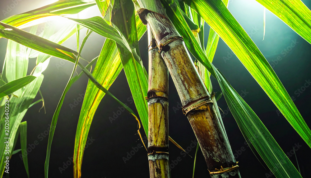 Obraz premium Sunlight illuminates segmented sugarcane stalks and lush green leaves plant agriculture