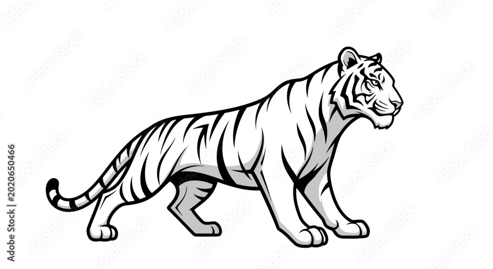 Fototapeta premium Stylized White Tiger Walking Side View - Vector Illustration
