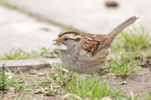 фотографія White throated sparrow in grass eating something