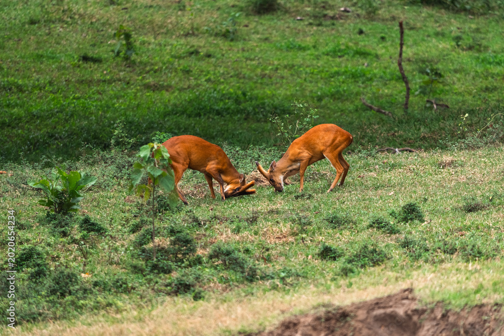 Obraz premium Earth day and environment day concept to sustainability, two deer fighting on green grass in wild meadow with natural scene and tense animal action
