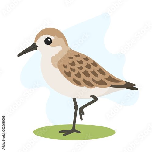 Φωτογραφία Western sandpiper standing in minimal flat vector style, western sandpiper isola