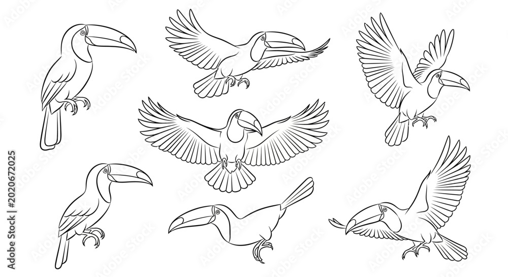 Fototapeta premium Toucan bird sketches set in various flying and perched poses