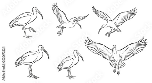 Ibis Bird Vector Illustrations in Various Poses and Flight