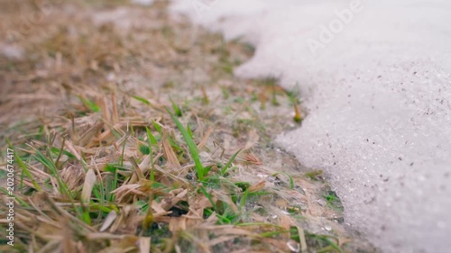 Snow mold and fungus on grass lawn after snow melting close up