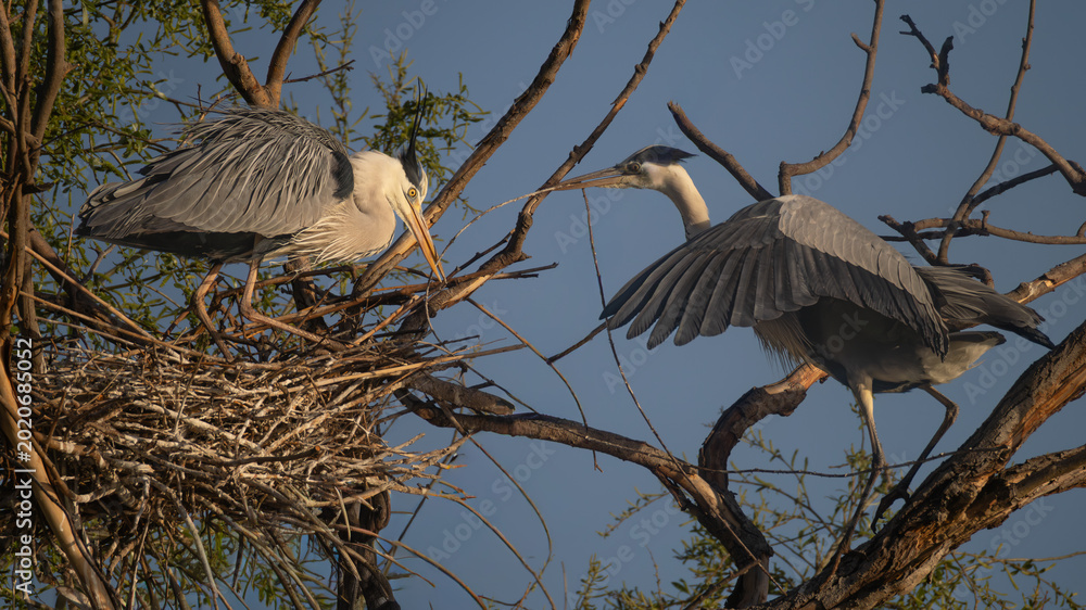 Fototapeta premium Two herons interacting at a nest, one delivering a twig. Dynamic wildlife behavior and nesting activity in natural habitat.