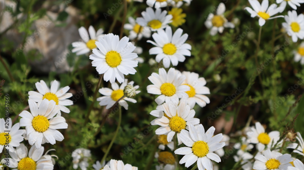 Fototapeta premium Daisies field abundance. Daisies, close-up, top view, nature's carpet. Field daisies bloom. High quality photo