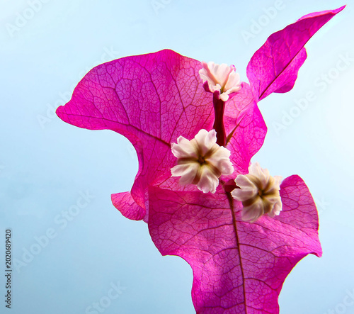 Photos Bougainvillea Bracts and Flower