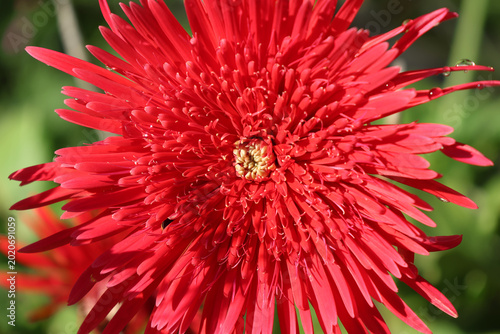Photos Vibrant red spider gerbera daisy blooming in close-up detail with morning dew dr