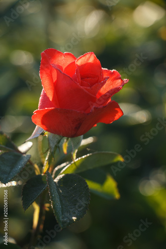 bright red rose in the morning light