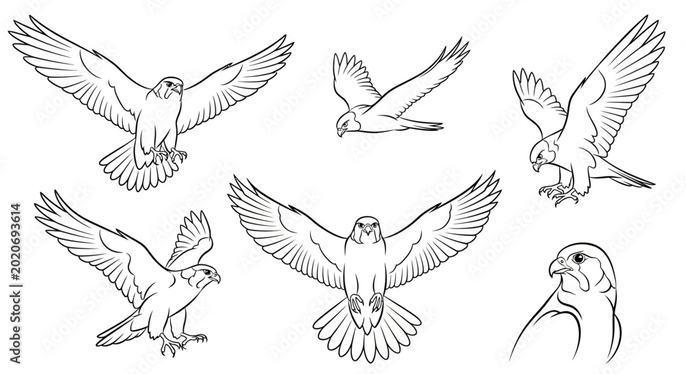 Obraz premium Falcon bird sketch set in various flying poses and profile view