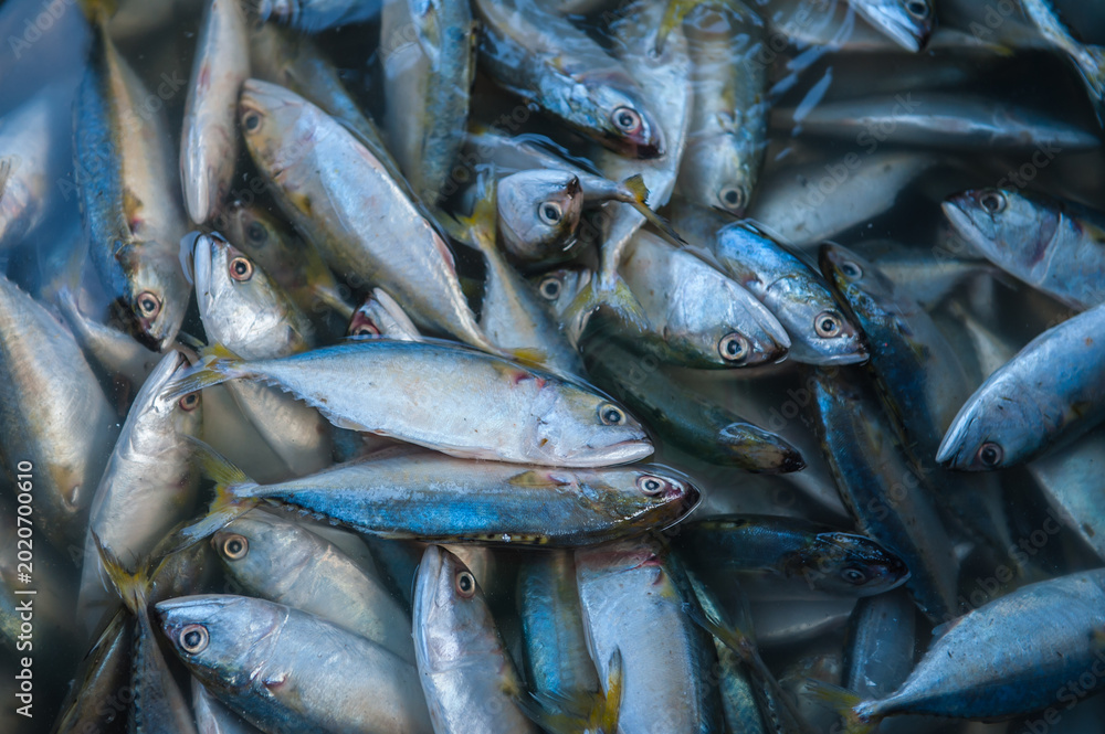 Fototapeta premium Processing and packaging of short-bodied mackerel in a small-scale factory.