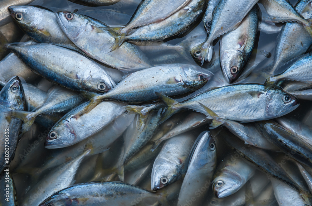 Obraz premium Processing and packaging of short-bodied mackerel in a small-scale factory.