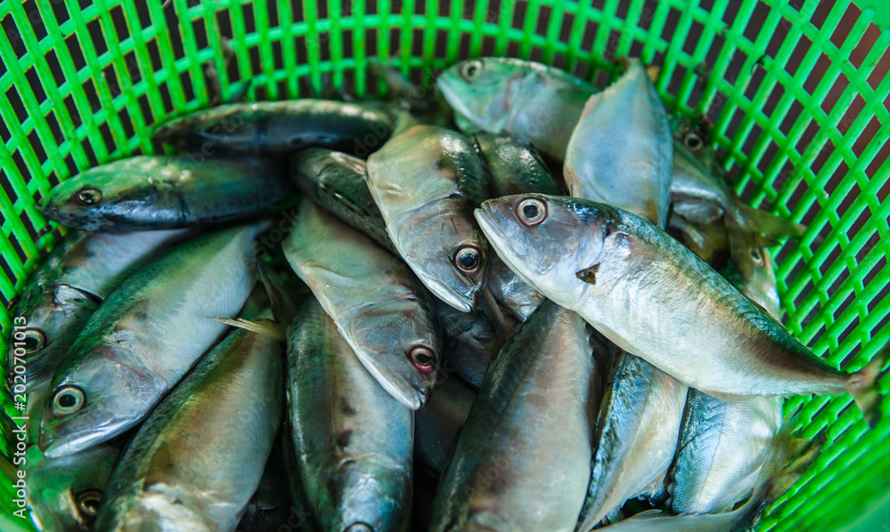 Obraz premium Processing and packaging of short-bodied mackerel in a small-scale factory.