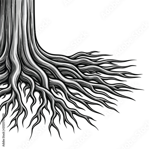 Tree roots spreading out on white background