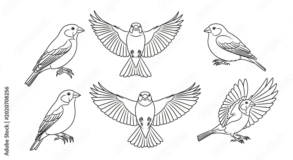 Obraz premium Set of Sparrow Illustrations in Various Poses, Outline Drawing