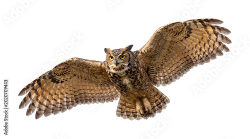 Brown owl flying with wings spread isolated on transparent background