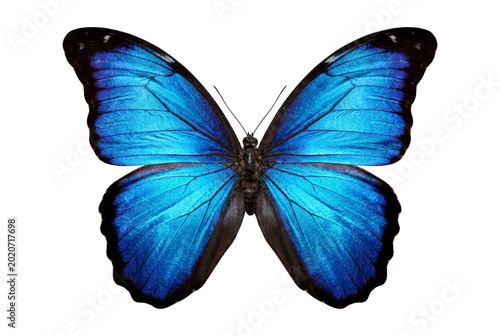 Obraz na płótnie Blue morpho butterfly with open wings isolated on transparent background