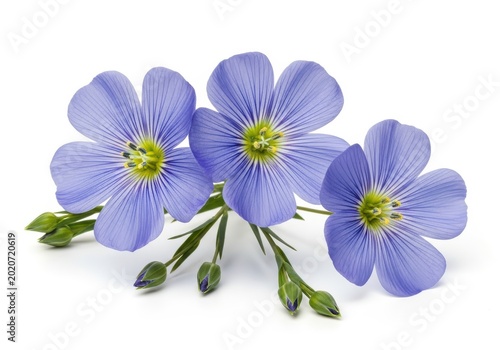 Beautiful Blue Flax Flowers Isolated on White Background - Linum Usita