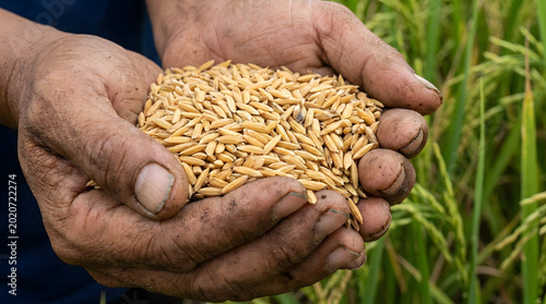 hand, food, hands, seed, agriculture, rice, holding, handful, organic, hold, farmer, healthy, seeds