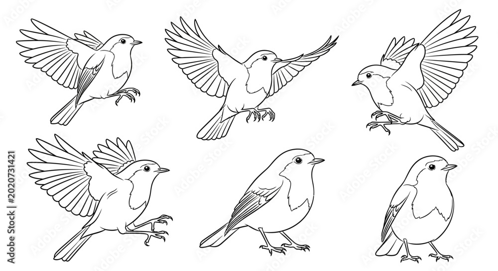 Obraz premium Set of hand-drawn robin birds in flight and sitting poses