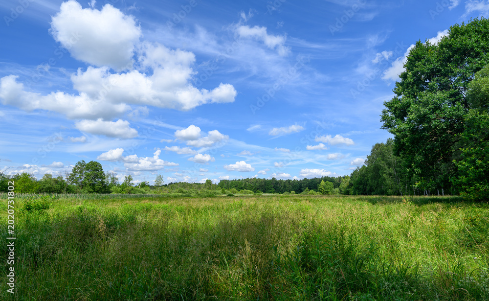 Obraz premium Beautiful summer day over green fields against blue cloudy sky