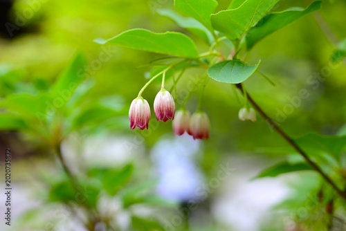 Bild auf Leinwand Enkianthus campanulatus flowers