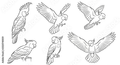 Cockatoo bird sketches, various poses, white background
