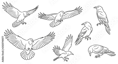 Set of hand-drawn ravens in various flying and perched poses