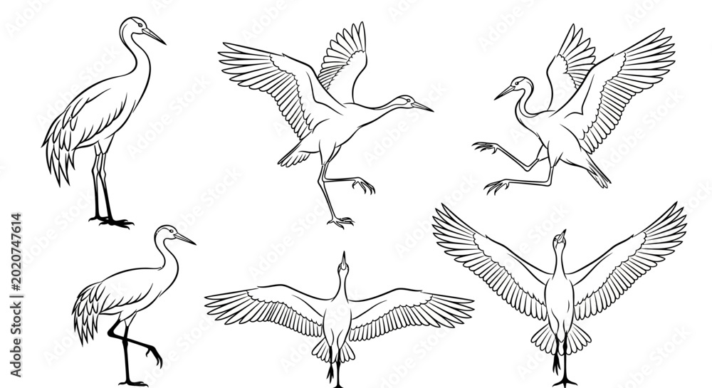 Fototapeta premium Crane Bird Poses Collection, Black and White Sketch