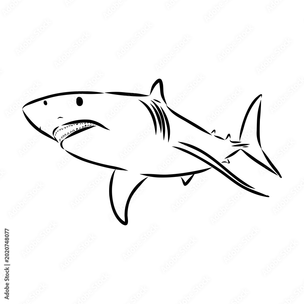 Fototapeta premium shark, vector sketch